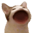 pop cat